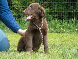 À réserver : 2 chiots mâles Flat-Coated Retriever LOF