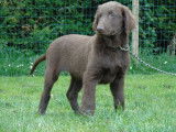 À réserver : 2 chiots mâles Flat-Coated Retriever LOF