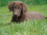 À réserver : 2 chiots mâles Flat-Coated Retriever LOF