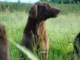À réserver : 2 chiots mâles Flat-Coated Retriever LOF