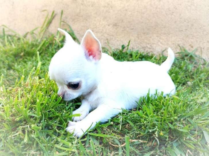 4 Chiots Chihuahua LOF disponibles à la réservation