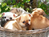 4 Chiots Chihuahua LOF disponibles à la réservation