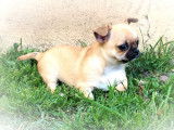 4 Chiots Chihuahua LOF disponibles à la réservation