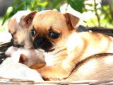 4 Chiots Chihuahua LOF disponibles à la réservation