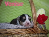 À vendre : 6 chiots Welsh Corgi Cardigan LOF