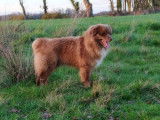 À Saillie : chien mâle Berger Australien Rouge Tricolore