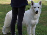 Disponible à la saillie, 1 chien Berger Blanc Suisse LOF