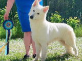 Disponible à la saillie, 1 chien Berger Blanc Suisse LOF