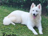 Disponible à la saillie, 1 chien Berger Blanc Suisse LOF