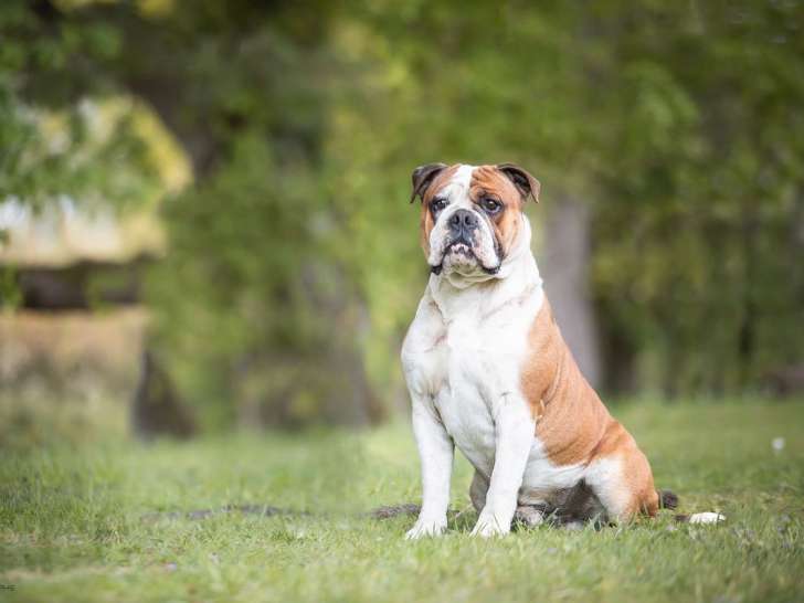 Un chien Bulldog Continental LOF à vendre