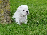 À réserver : 2 chiots mâles Bulldogs Anglais LOF