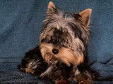 Un chiot femelle Yorkshire Terrier LOF, à vendre