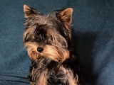 Un chiot femelle Yorkshire Terrier LOF, à vendre