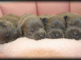 6 chiots Staffordshire Bull Terrier LOF, &agrave; r&eacute;server