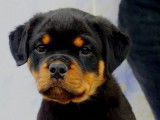4 chiots Rottweilers LOF, &agrave; r&eacute;server