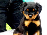 4 chiots Rottweilers LOF, &agrave; r&eacute;server