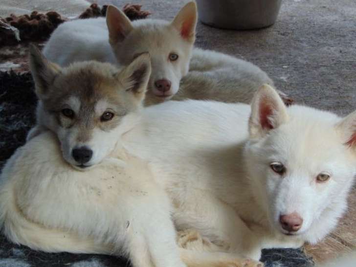 À vendre : 5 chiots Huskies de Sibérie LOF