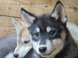 À vendre : 5 chiots Huskies de Sibérie LOF