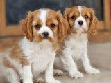 5 chiots Cavaliers King Charles LOF et non LOF à vendre
