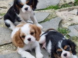 5 chiots Cavaliers King Charles LOF et non LOF à vendre