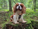 5 chiots Cavaliers King Charles LOF et non LOF à vendre