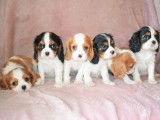 5 chiots Cavaliers King Charles LOF et non LOF à vendre