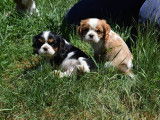 5 chiots Cavaliers King Charles LOF et non LOF à vendre