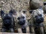 5 chiots Cairns Terriers LOF disponibles à la réservation