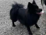Mâle Spitz Allemand noir disponible pour saillie