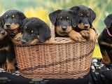 Chiots Berger de Beauce LOF &agrave; vendre