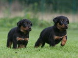 Chiots Berger de Beauce LOF &agrave; vendre