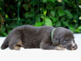 À réserver : 10 chiots Bergers Australiens LOF
