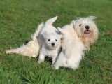 3 chiots Westies LOF, à réserver