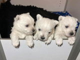 3 chiots Westies LOF, à réserver