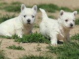 3 chiots Westies LOF, à réserver