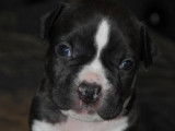 &Agrave; r&eacute;server, 5 chiots American Staffordshire Terrier LOF