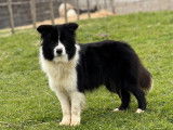 &Agrave; vendre : 1 chienne Border Collie LOF