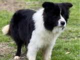 &Agrave; vendre : 1 chienne Border Collie LOF