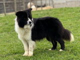 &Agrave; vendre : 1 chienne Border Collie LOF