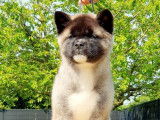 Un chiot femelle Akita Américain LOF à réserver