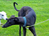 Chien Galgo adulte noir cherche un foyer
