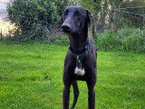 Chien Galgo adulte noir cherche un foyer