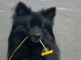 Chien mâle adulte en attente d'adoption