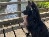 Chien mâle adulte en attente d'adoption