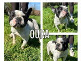 Ouka, Bouledogue Français adulte à adopter