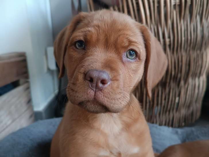 Chiot femelle Dogue de Bordeaux en attente d'adoption