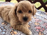 Chiots de type Maltipoo à vendre  4 mâles 1 femelle