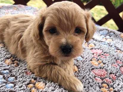 Chiots de type Maltipoo à vendre  4 mâles 1 femelle