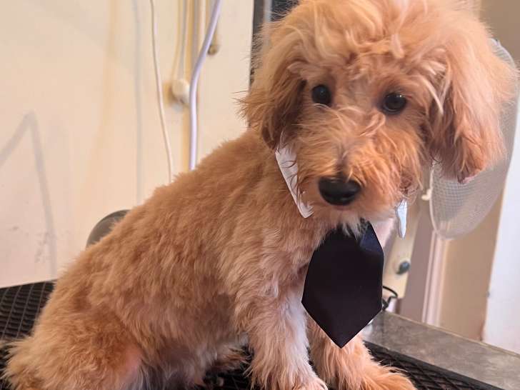 Chiots de type Maltipoo à vendre (2 femelles & 3 mâles)