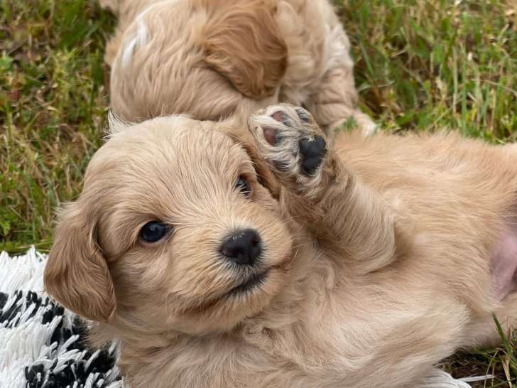 Chiots de type Maltipoo à vendre  4 mâles 1 femelle